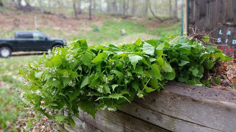 Garlic mustard plucking set for volunteers